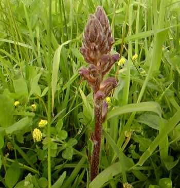 Broomrape - a strange parasitic grassland plant