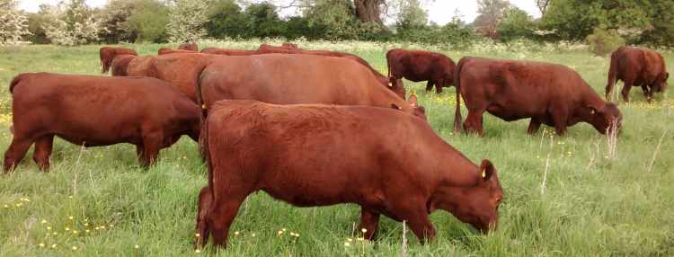 Red Polls grazing our old meadows