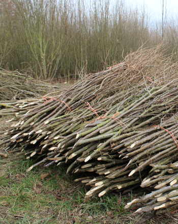 Large bundles of pea sticks (in 50s) usually for commercial gardens