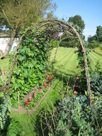 A tunnel build from our hazel, covered in runner beans during July