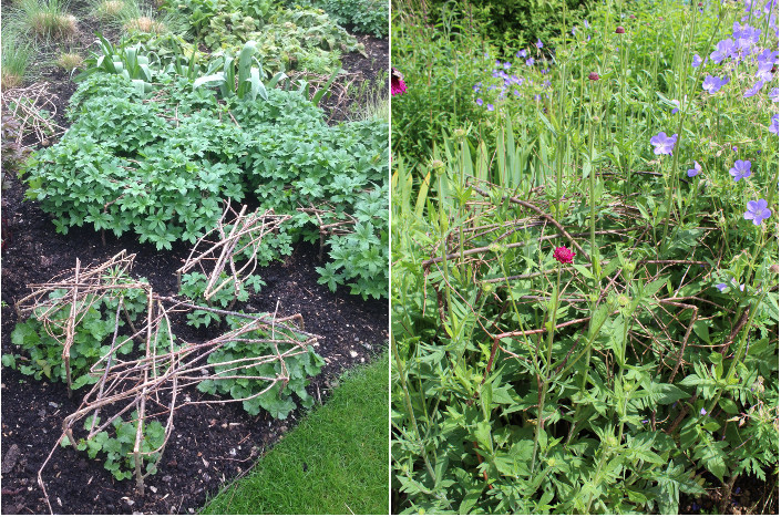 Pea stick action shots. Left - early April (thanks to Charlotte at the Wormsley Estate) and right - Geraniums leaning on a pea stick frame in late June (thanks to Anne at Woburn Abbey)