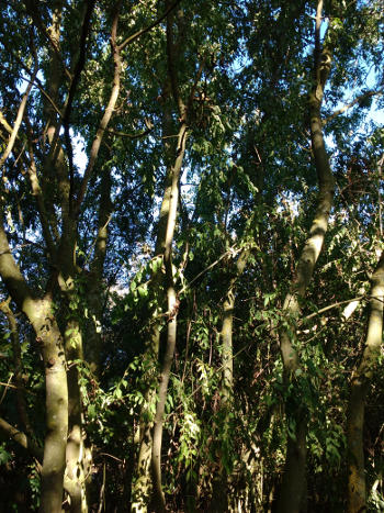 Chalara ash dieback? THis certainly looks that way