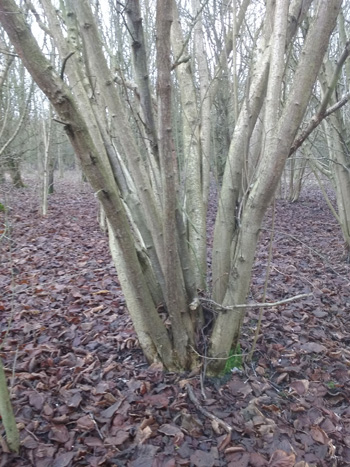 Thirty year old hazel in need of cutting at Centenary Wood, Pulloxhill