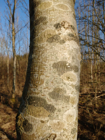Mysterious patterns on ash bark