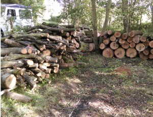 ash firewood ready to burn winter 2018/19