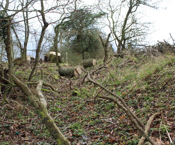 Looking along the ditch with the bank on the right. Chester Wood is to the left