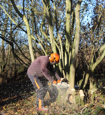 Cutting an ash stool for the second time in 21 years. Wassledine, Bedfordshire, UK