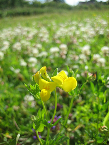 Birds foot trefoil with white clover in the background