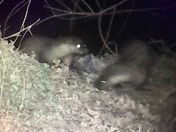 A pair of otters caught by a camera trap (picture credit Warren Price)