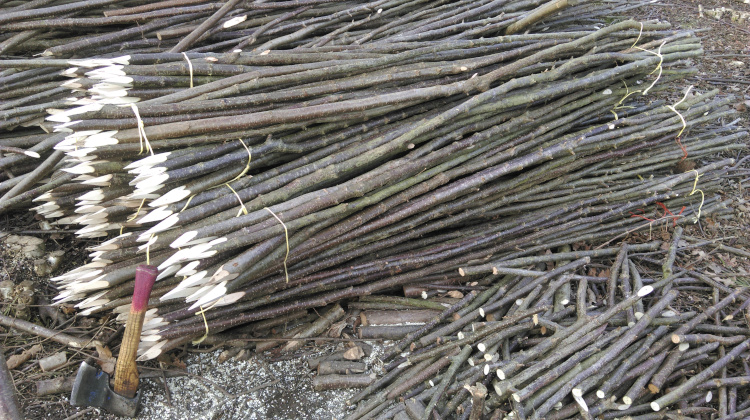 Wassledine bean poles in bundles of 10, pointed. 230cm long