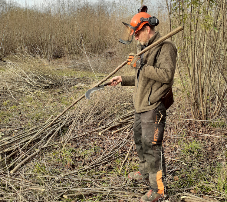 wassledine coppicing hazel in bottoms corner wood