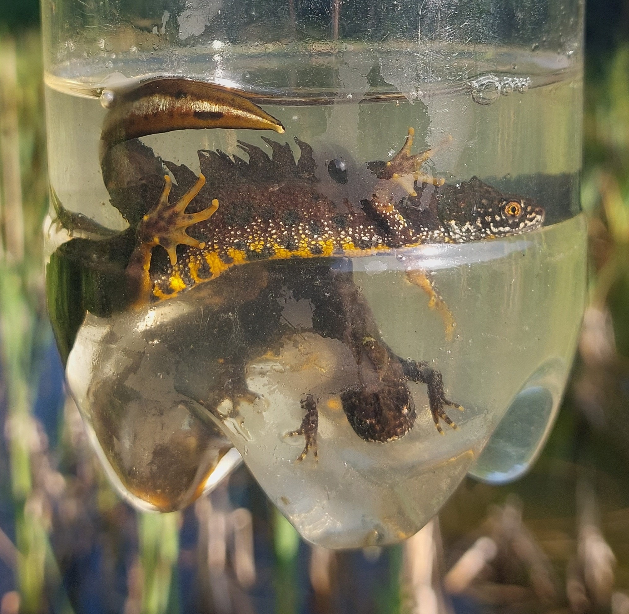 More ponds – more newts
