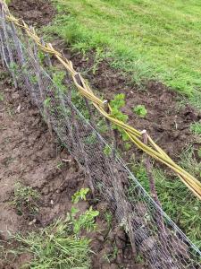 Rabbit proof fence with woven willow top and hornbeam hedge.