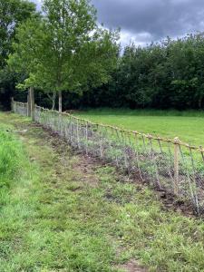 Rabbit proof fence with woven willow top and hornbeam hedge.