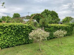 A willow arch and tunnel 