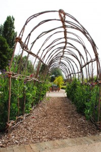 Hazel and willow tunnel       