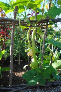 Gourds growing on a hazel tunnel    