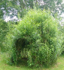 A living willow dome in our wood